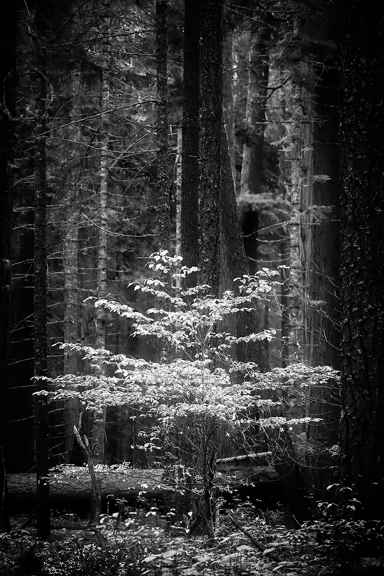 In The Spotlight, Rogue River, Oregon, USA