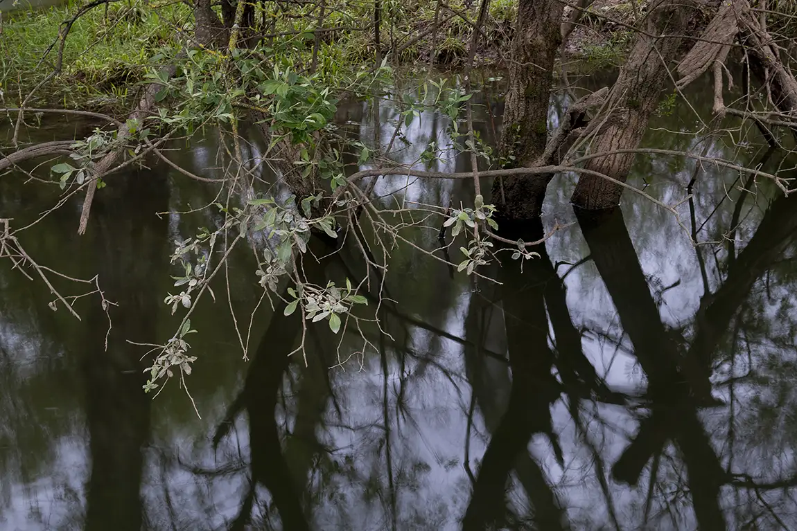 Light And Shadow In A Riverside Forest, Alcanena, Santarem, Portugal