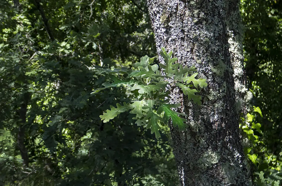 Light And Shadow In An Oak Forest, Tendais, Cinfaes, Viseu, Portugal