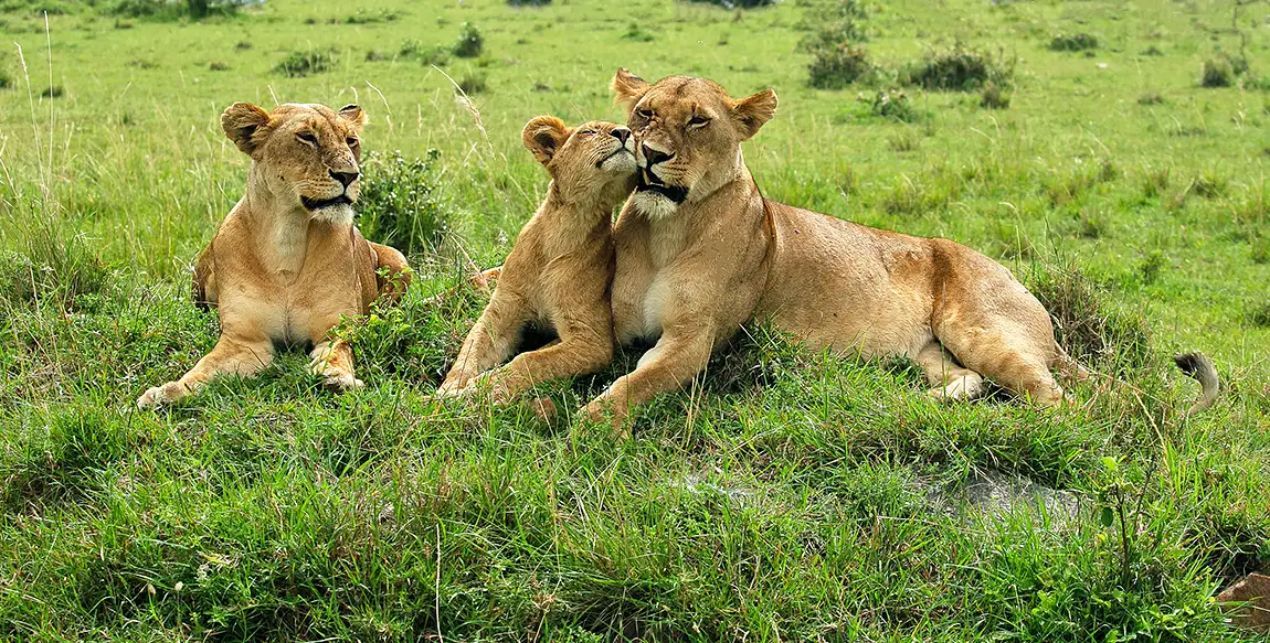 Lion King Moment, Maasai Mara, Kenya