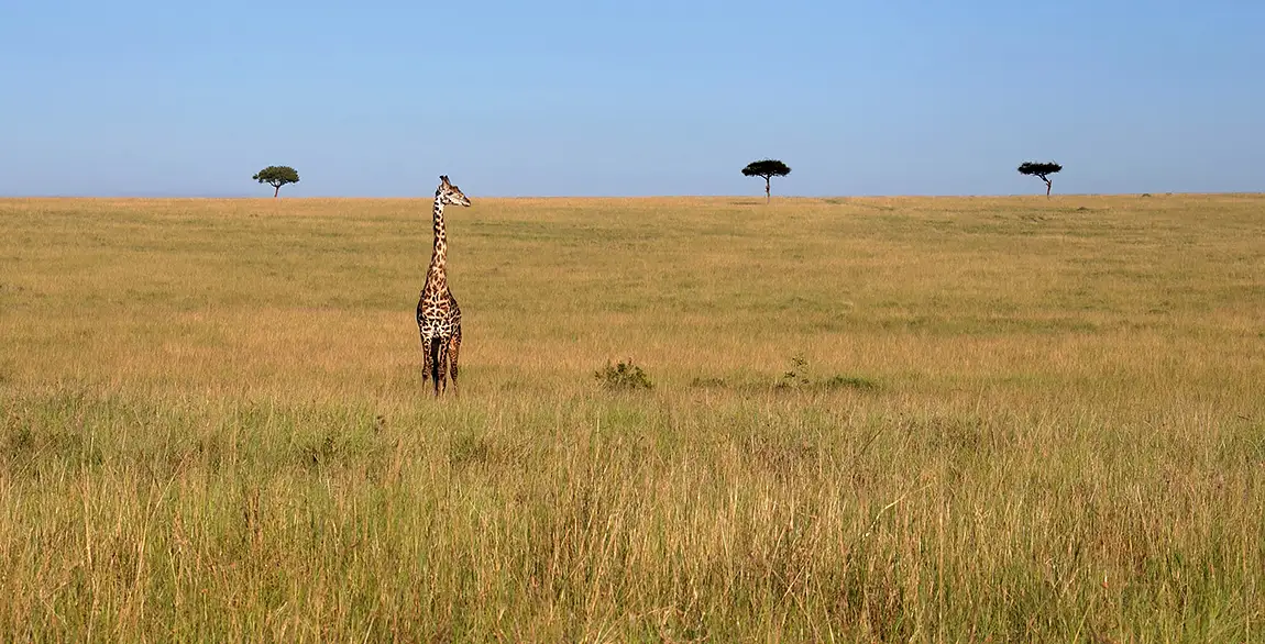 Lone Giraffe, African Savannah, Amboseli National Park, Kenya