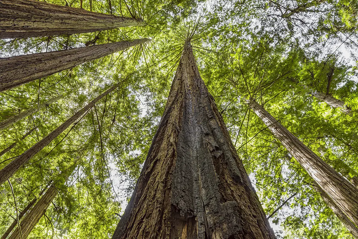 Looking Up At Giants, Henry Cowell Redwoods State Park, Felton, CA, USA
