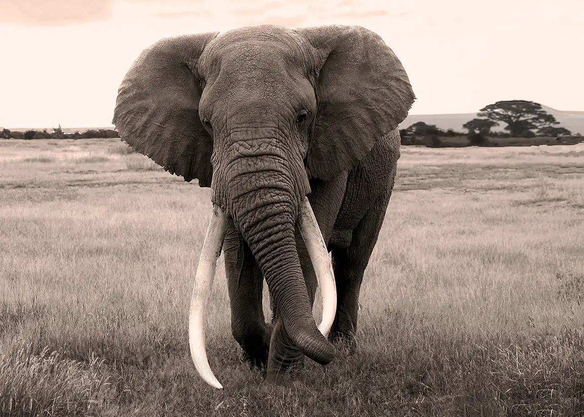 Majestic, Amboseli National Park, Kenya