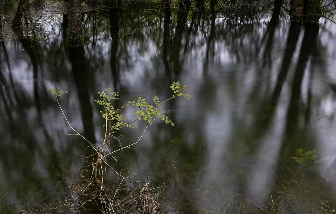 Minde’s Polje Forest, Alcanena, Santarem, Portugal