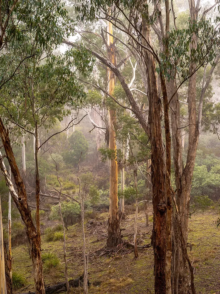 Morning Over Watsons Creek, Christmas Hills, Victoria, Australia