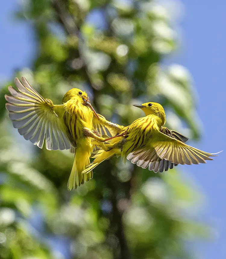 Northern Yellow Warbler Battle, Channahon, Illinois, USA