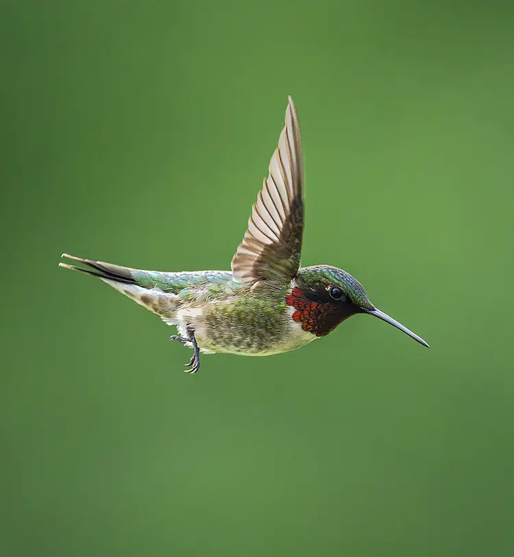 Ruby Throated Hummingbird Flyby, Aux Sable, Illinois, USA