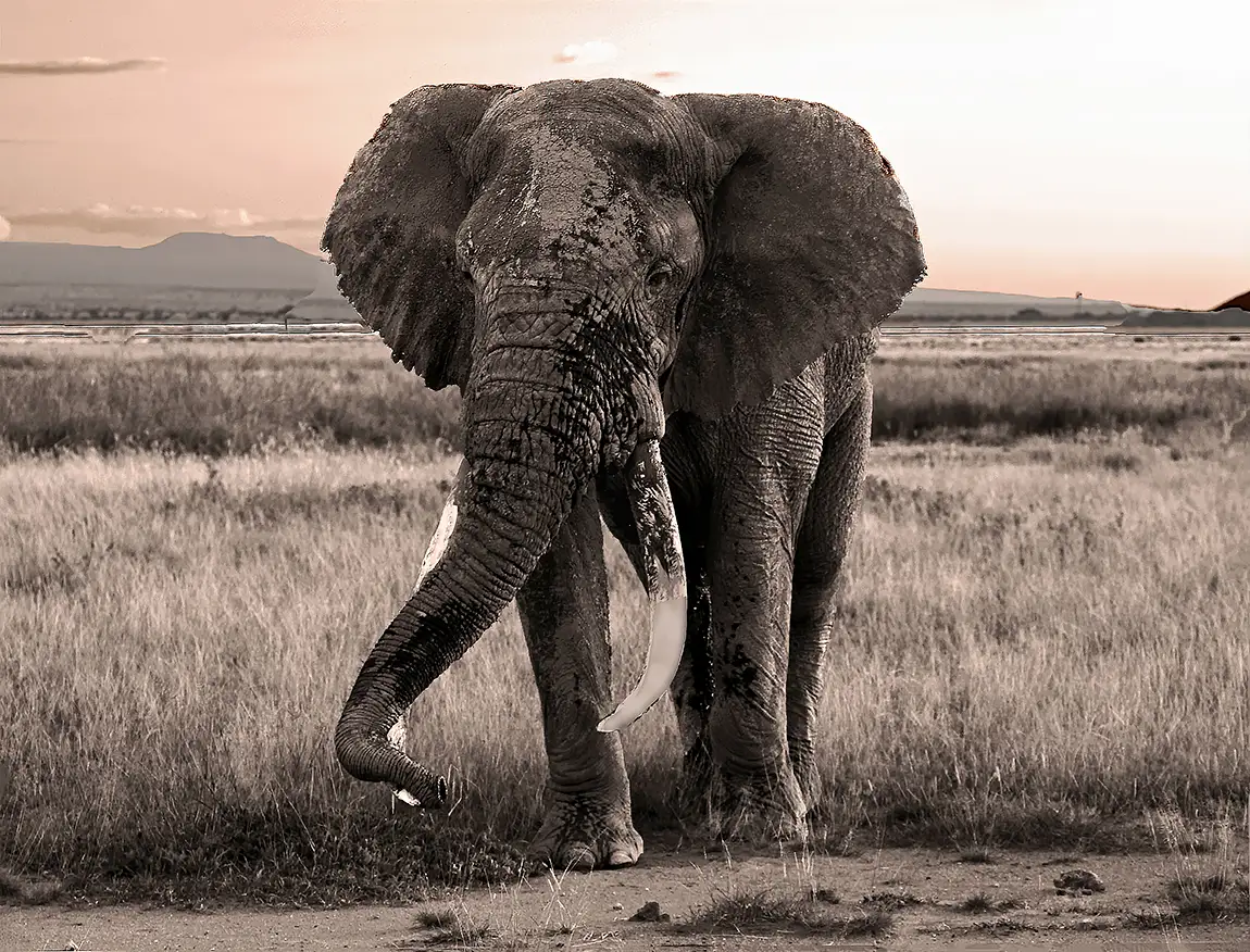 Second Encounter, Amboseli National Park, Kenya