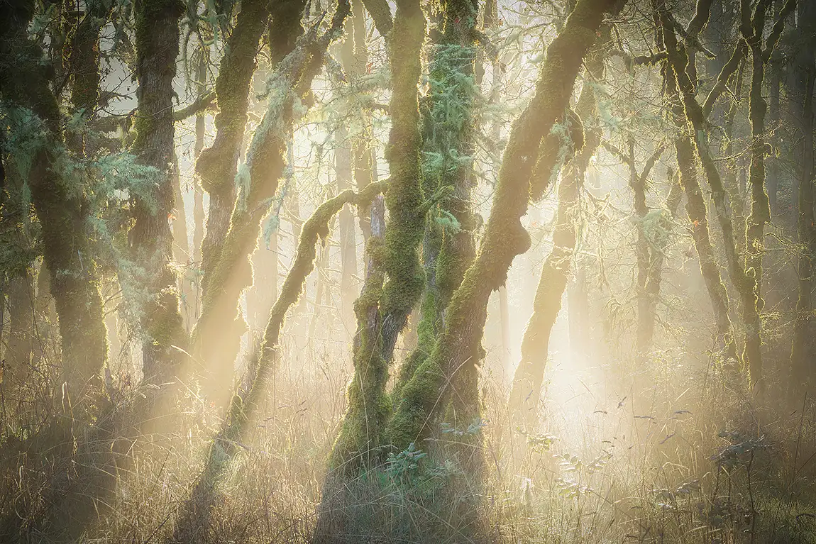 Shining Through, Beaverton, Oregon, USA