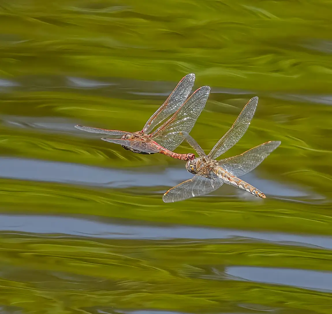 Skimmer Dragon Flies, Titlow Park, Tacoma, Pierce County, Washington, USA