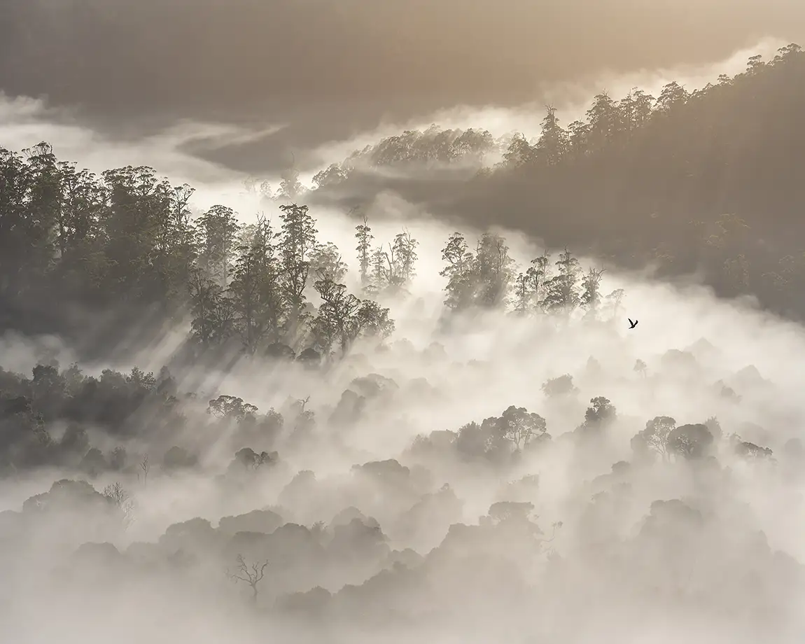 Soar, Takayna Tarkine, Tasmania, Australia
