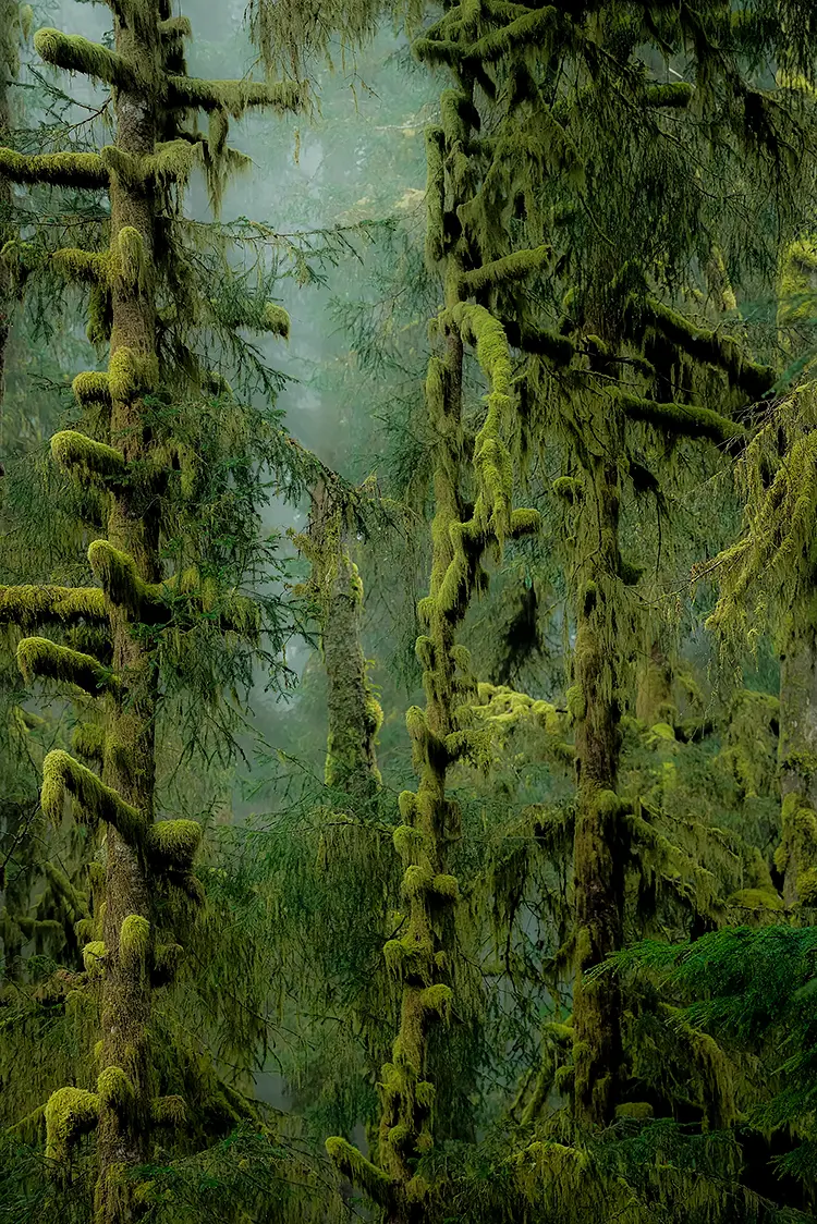 Stillness Among Hemlocks, Oregon Coast, California, USA