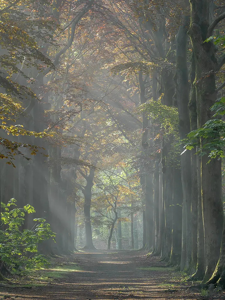 Sun Rays Piercing Through Zoomland Bergen op Zoom, Netherlands