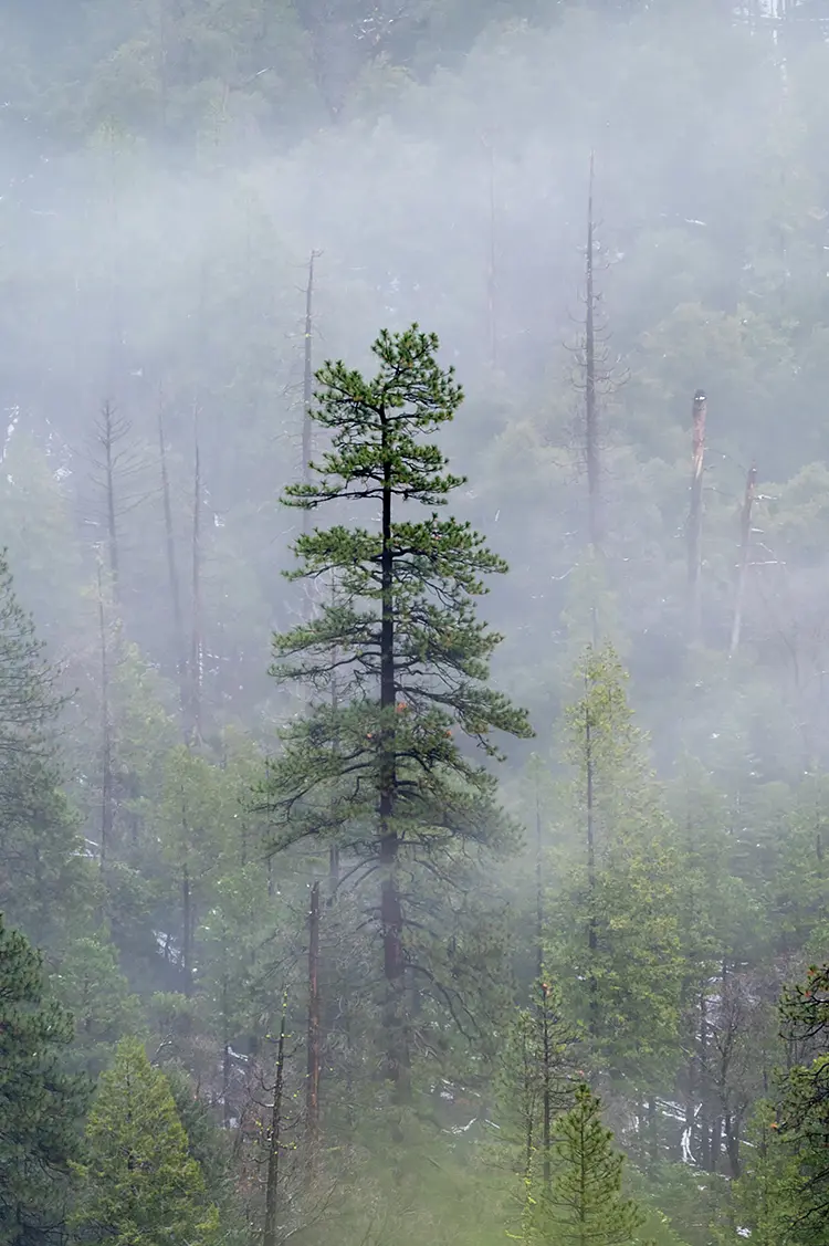 Tall, Dark And Handsome, Yosemite National Park, USA