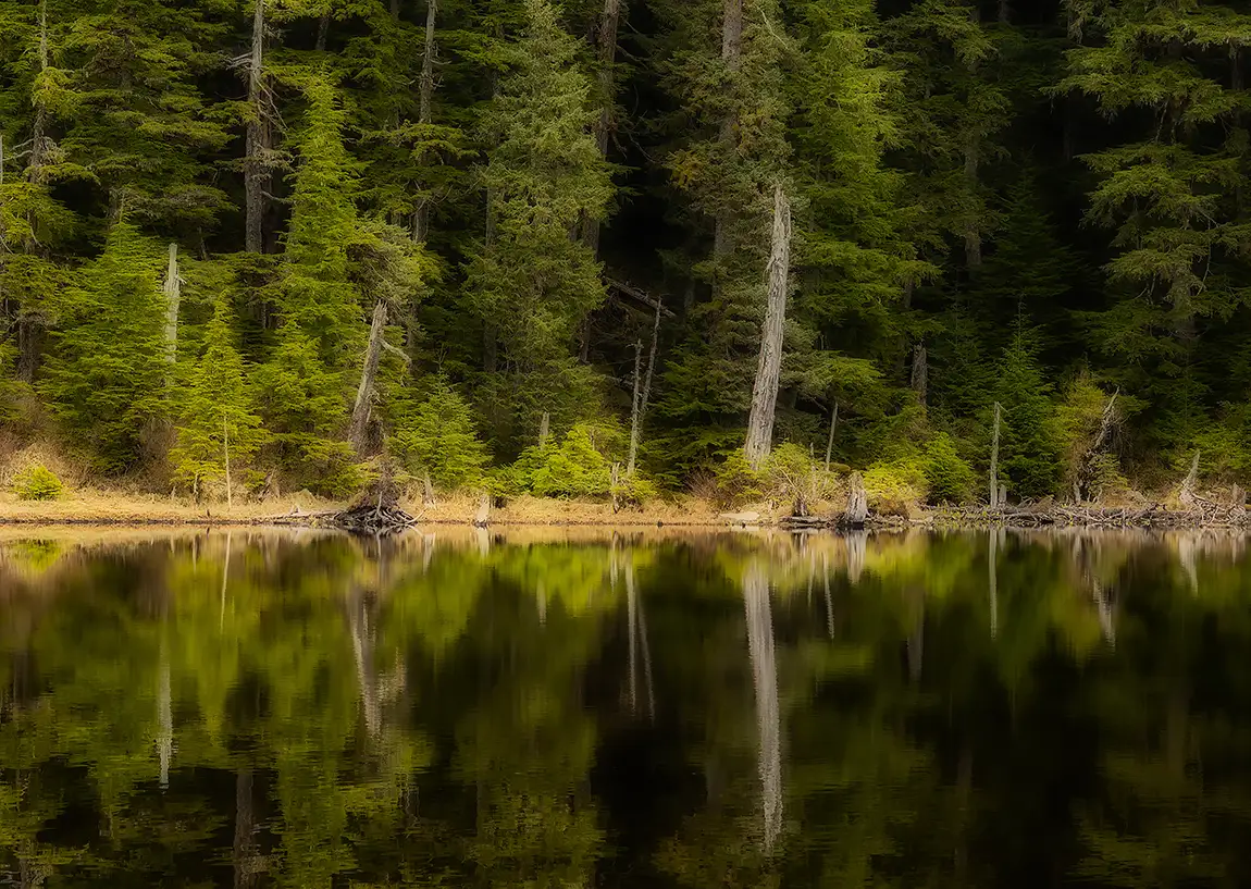 Temperate Rainforest, Cordova, Alaska, USA