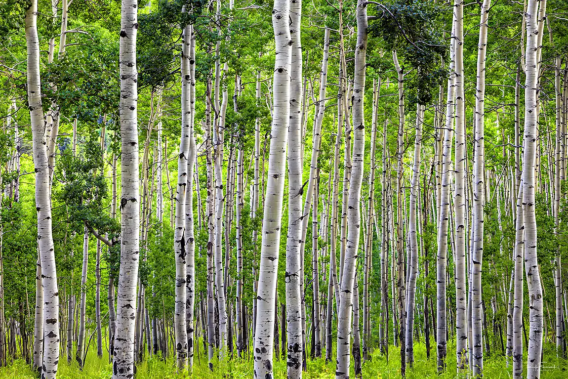 The Emerald Forest, Owl Pass, Ridgway, Ouray County, Colorado, USA