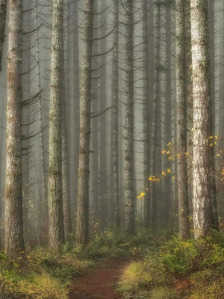 The End Of Autumn, Coast Range, Oregon, USA