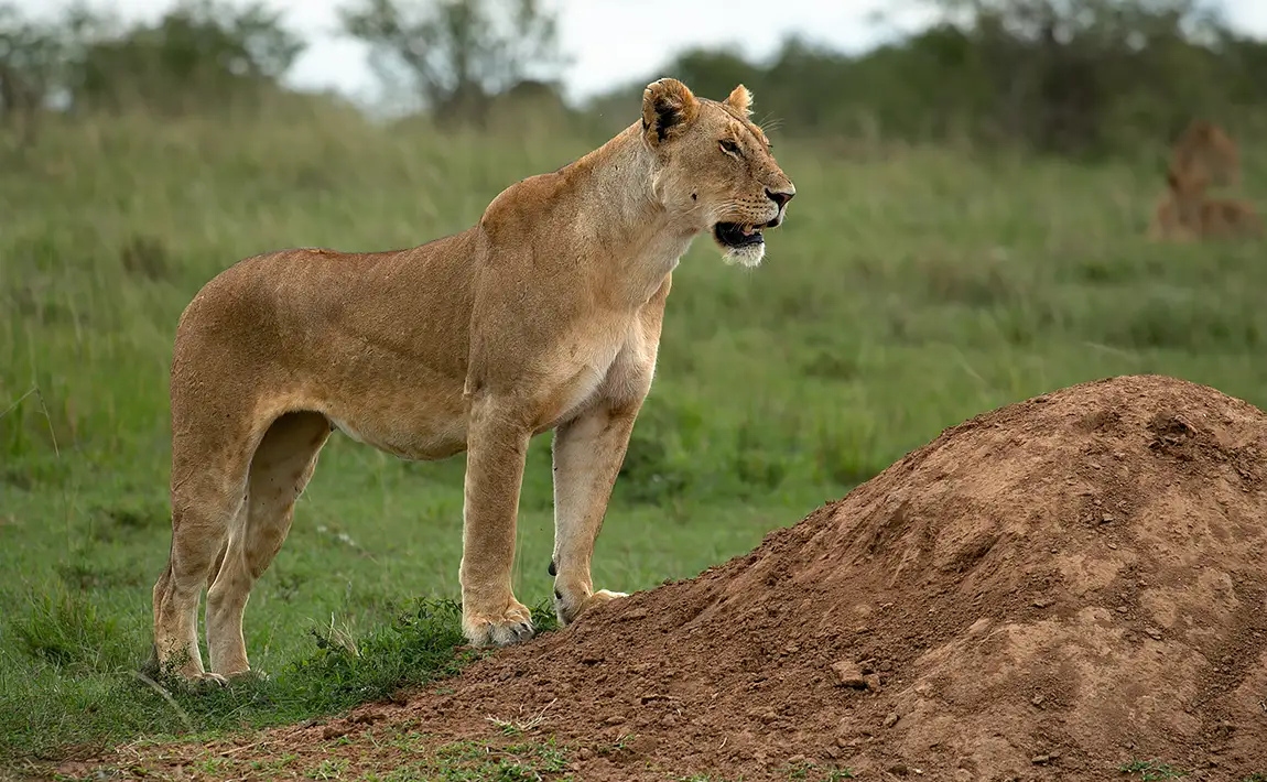 The Lion King Moment, Maasai Mara, Kenya