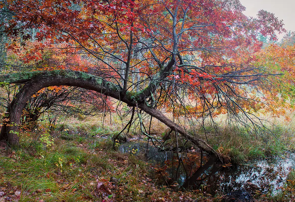 The Perfect Survivor, Rutland, MA, USA