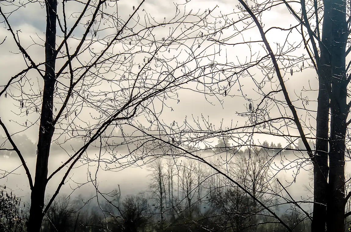 Through An Arboreal Screen, Cowichan Valley, Vancouver Island, British Columbia, Canada