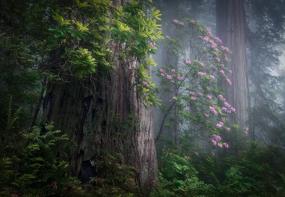 Trifecta, Delnorte Coast Redwoods SP, CA, USA