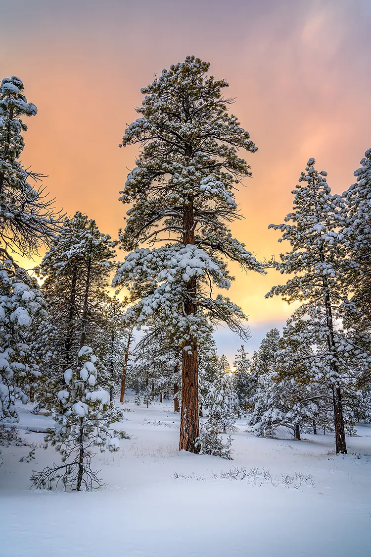 Winter Forest Sunset, Bryce Canyon National Park, Utah, USA
