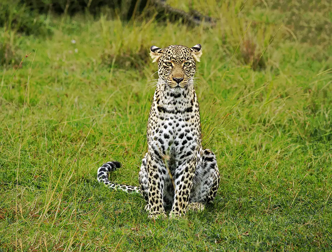 A Leopard's Stare, Maasai Mara, Kenya