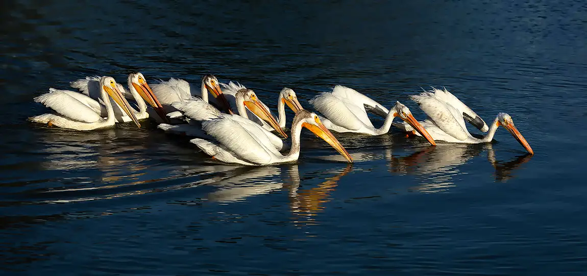 American White Pelican, Lake Elizabeth, Fremont, California, USA