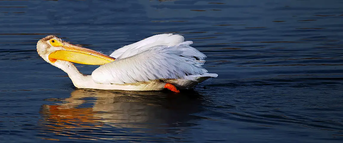 American White Pelican, Lake Elizabeth, Fremont, California, USA