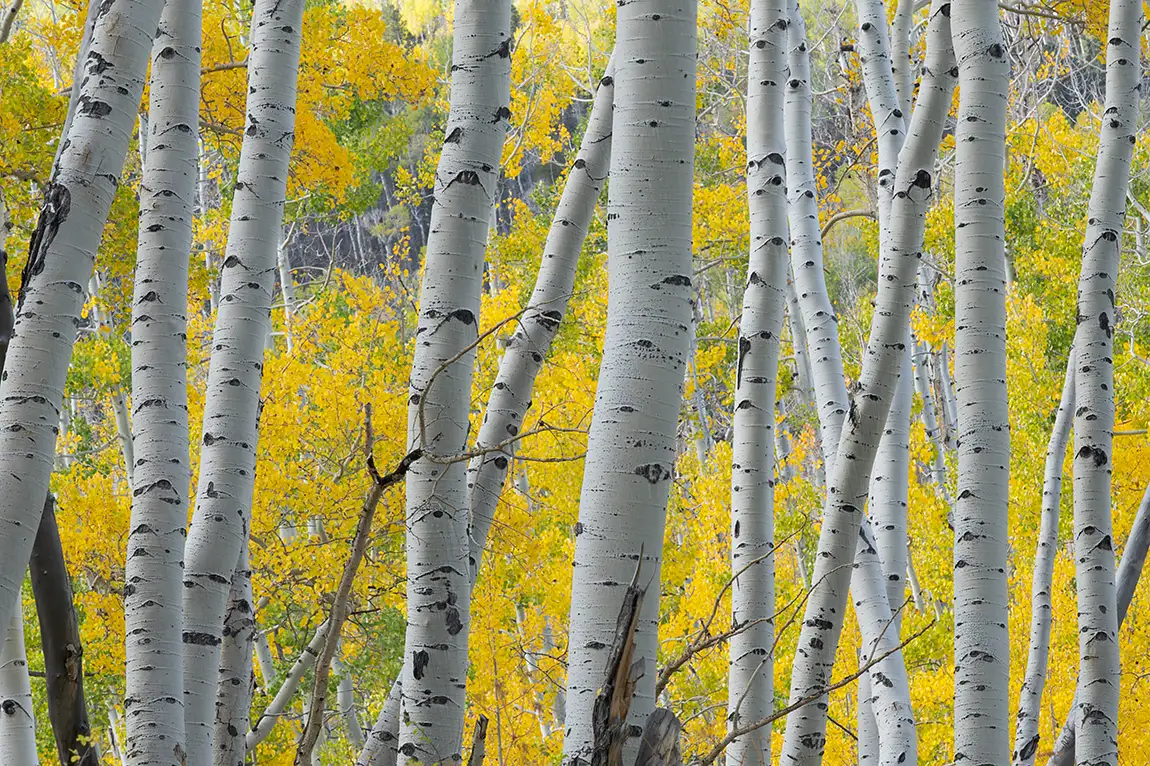 Among The San Juan Aspens, Last Dollar Mountain, Sawpit, Colorado, USA