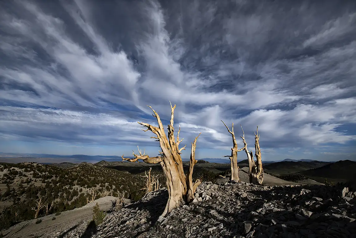 Amongst The Angels, White Mountains, CA, USA