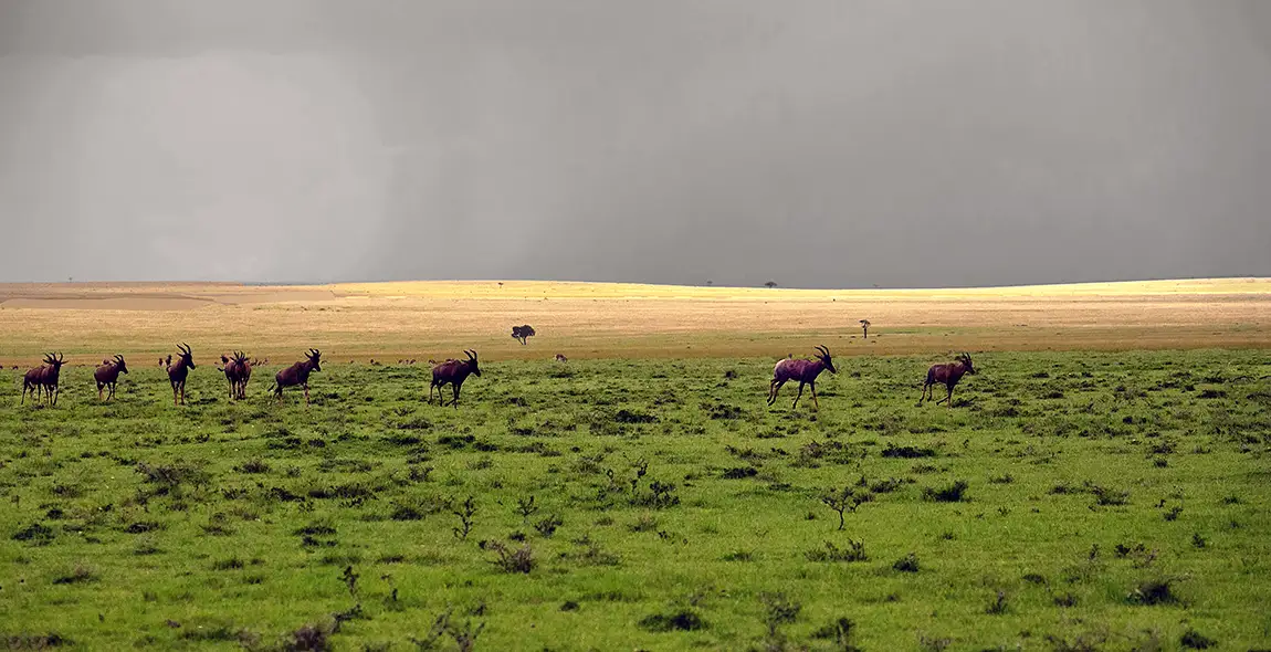 Approaching Storm, Maasai Mara, Kenya