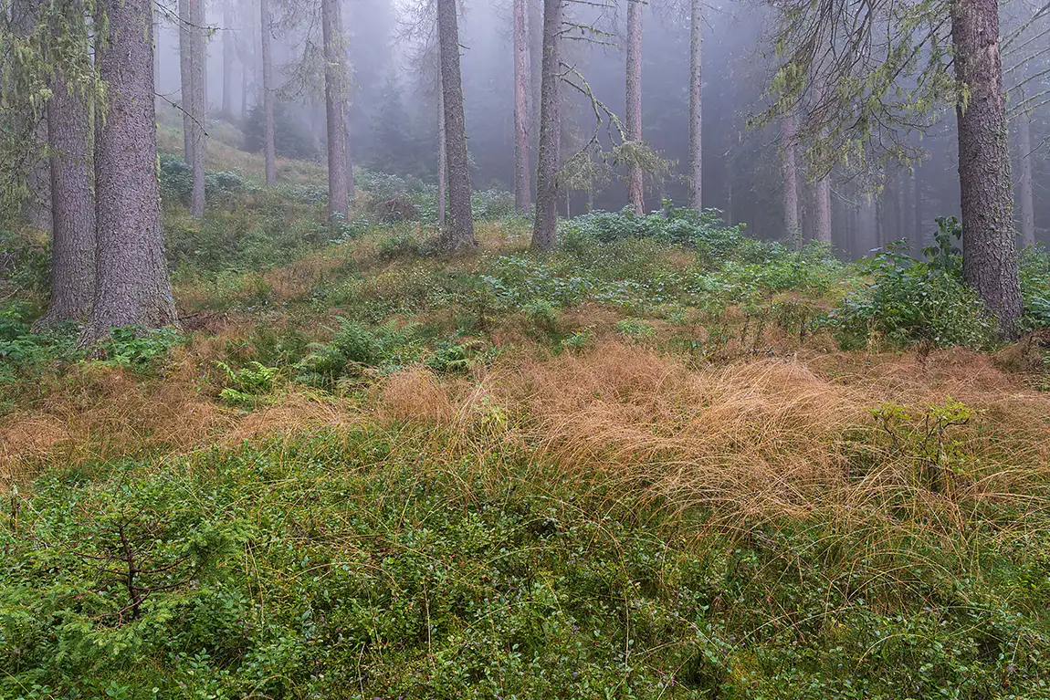Arabba Forest, Veneto, Italy