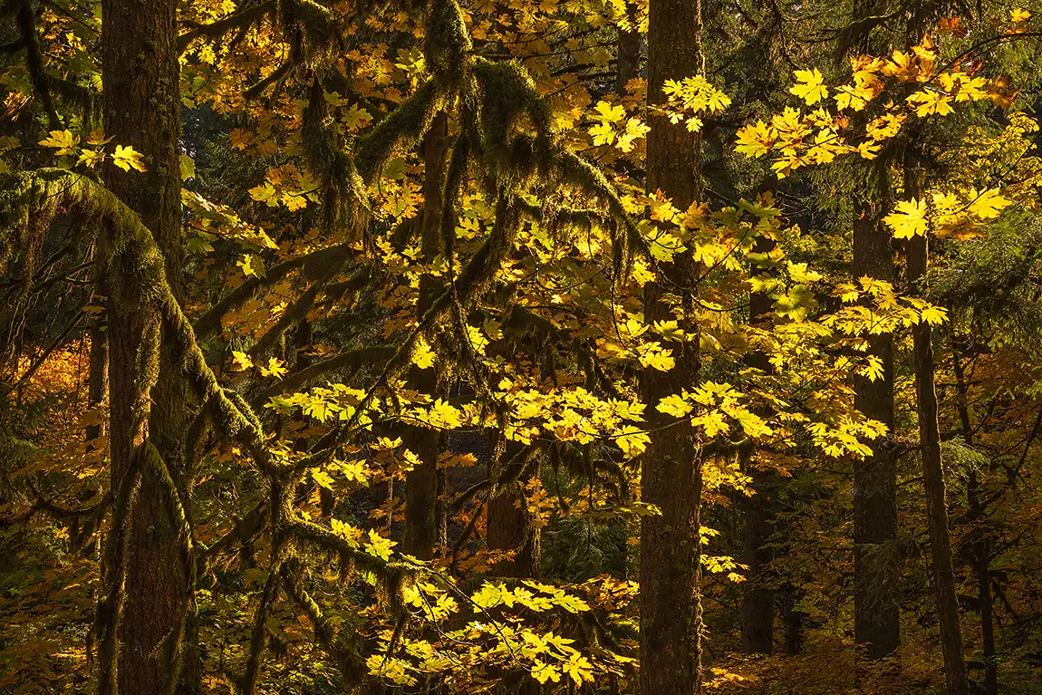 Backlit Maple Leaves, Silver Falls State Park, Oregon, USA
