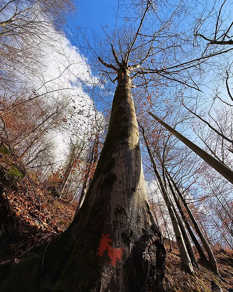 Balma Forest, Piedmont, Italy