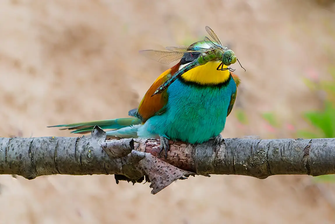 Bee eater With Dragonfly, Bavaria, Germany