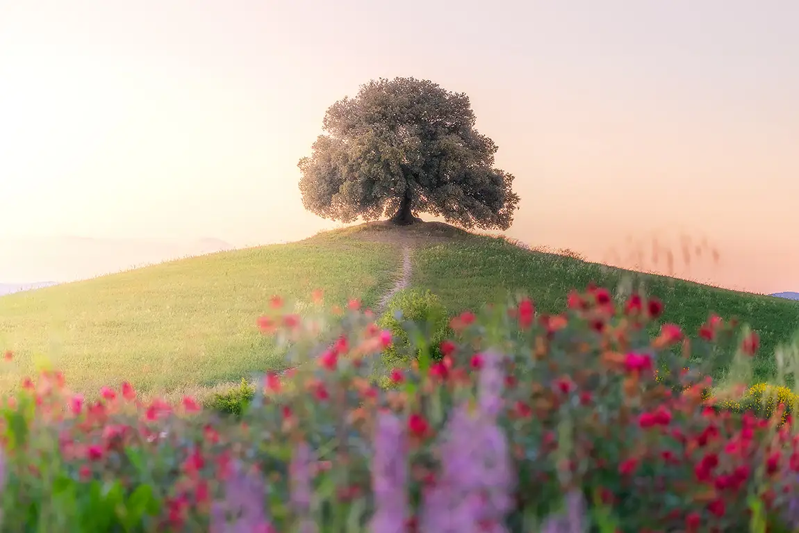 Blooming Spring, Pieve a Salti, Tuscany, Italy