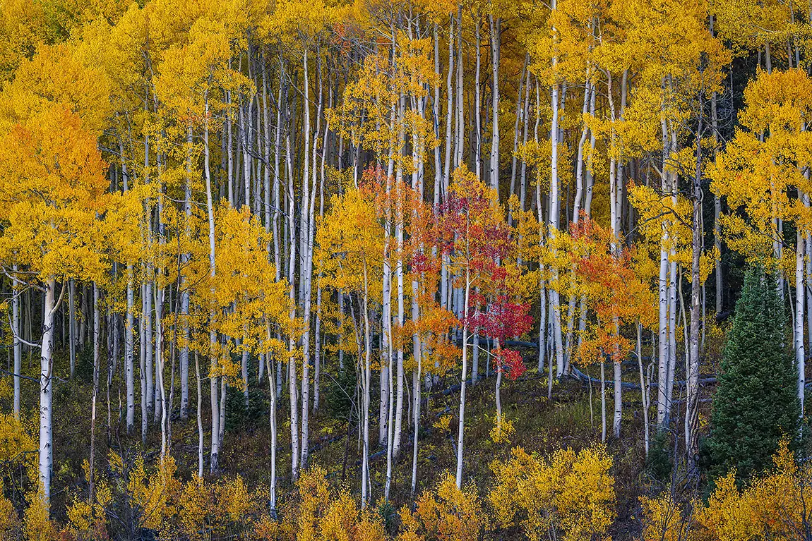 Colorful Colorado, Gunnison, Colorado, USA