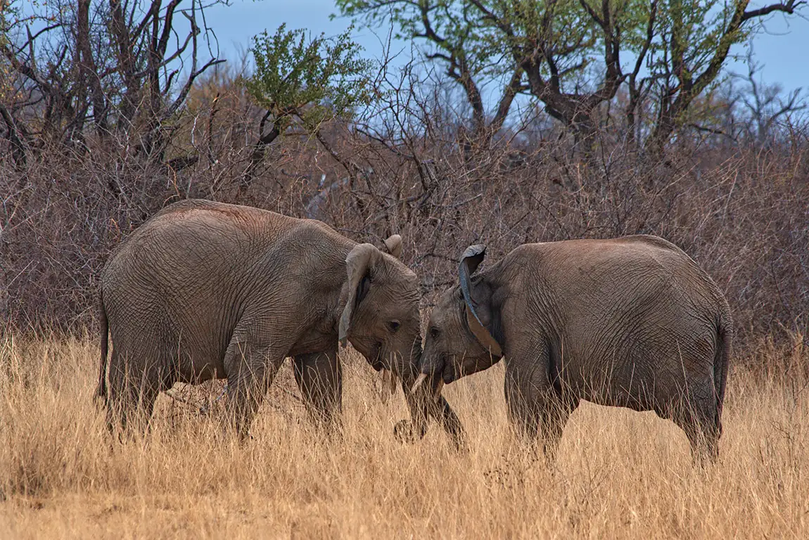 Elephant Play, Madikwe Game Reserve, South Africa