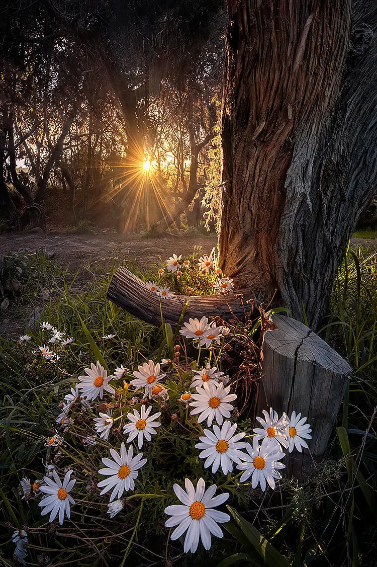 Forest Flowers, Asir Region, Al Soudah National Park, Saudi Arabia