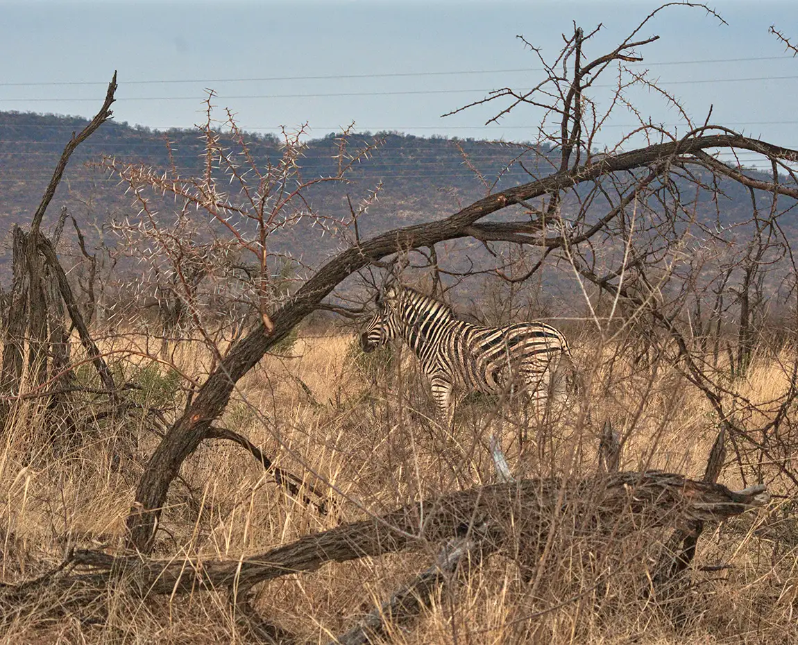 Framed Zebra, Madikwe Game Reserve, South Africa