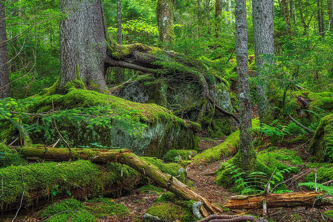 Gaudineer Old Growth Forest, Pocahontas County, West Virginia, USA