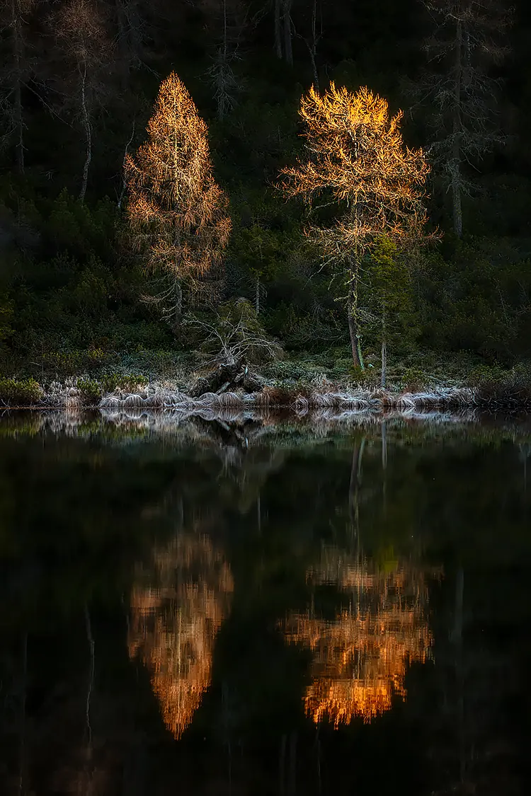 Golden Autumn Larches, Lake Calaita, Trentino, Italy