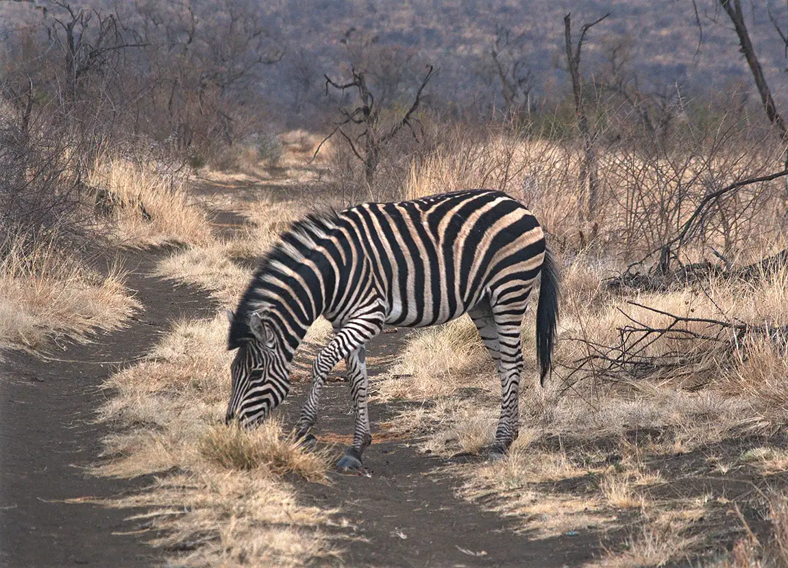 Grazing Zebra, Madikwe Game Reserve, South Africa