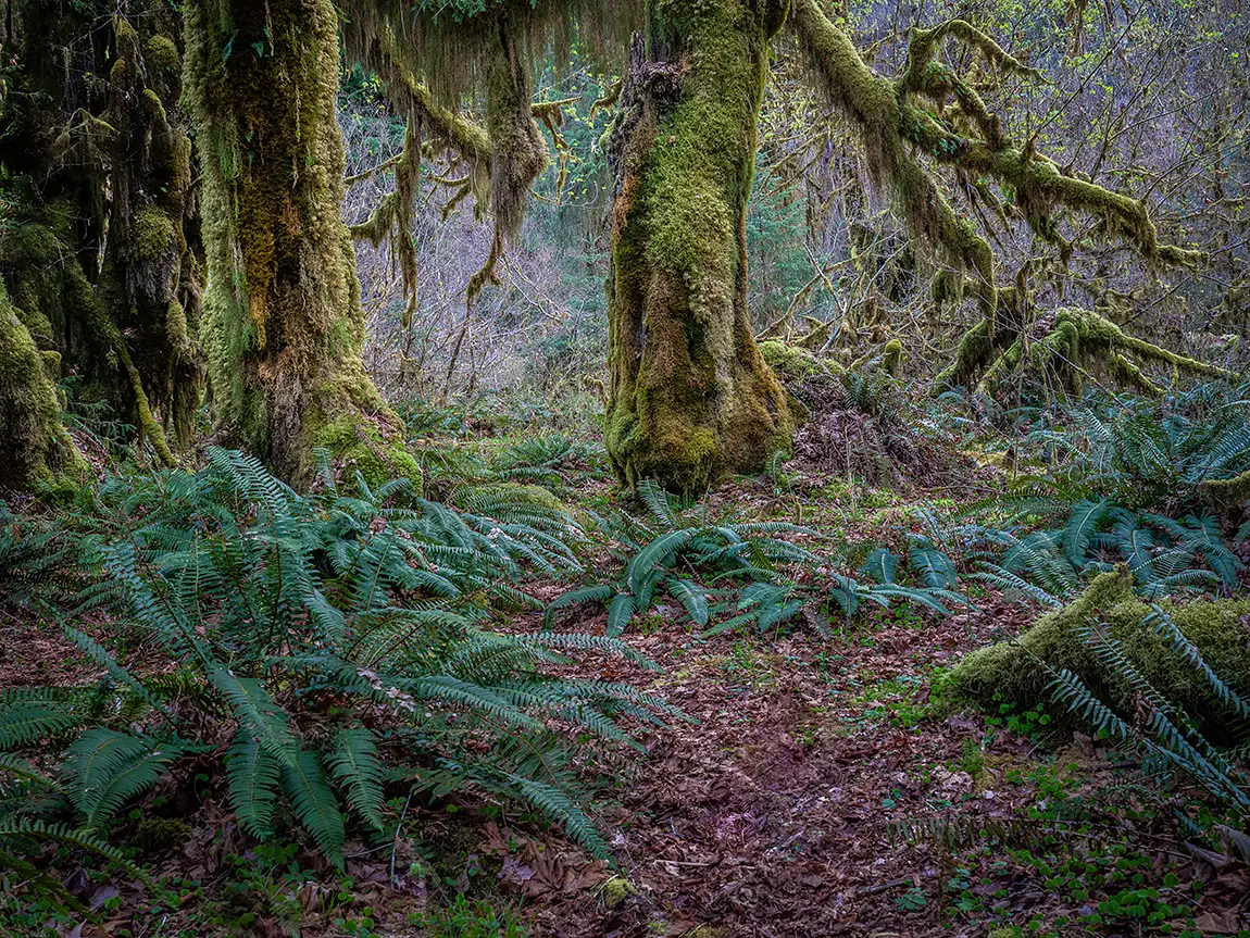 Hoh Rain Forest Giant, Olympic National Park, Washington, USA