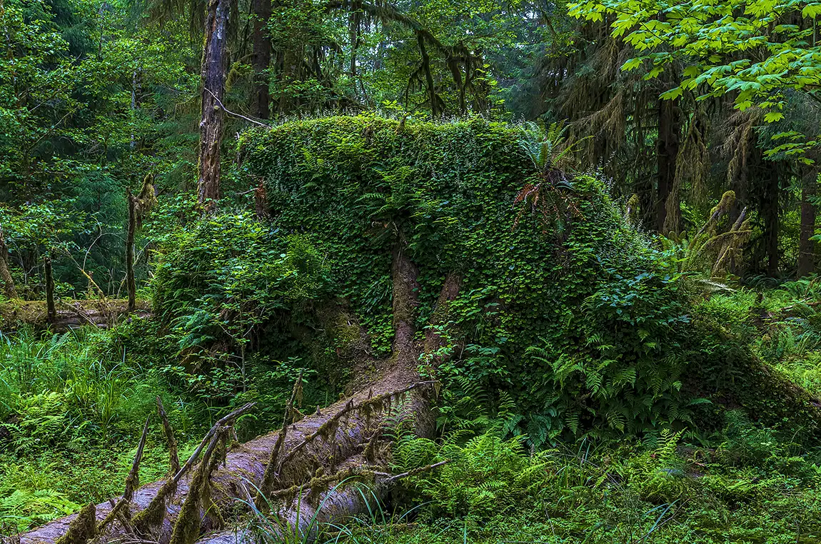 Hoh Rain Forest Root Garden, Olympic National Park, Washington, USA