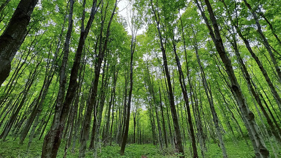 Into The Green, South Manitou Island, Michigan, USA
