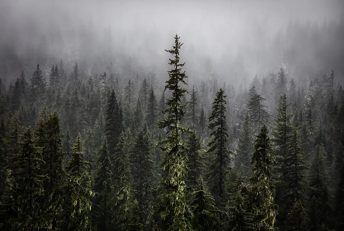 Last Stand, Willamette National Forest, Oregon, USA