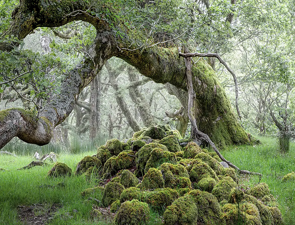 Leaning Forest Giant, County Clare, Ireland