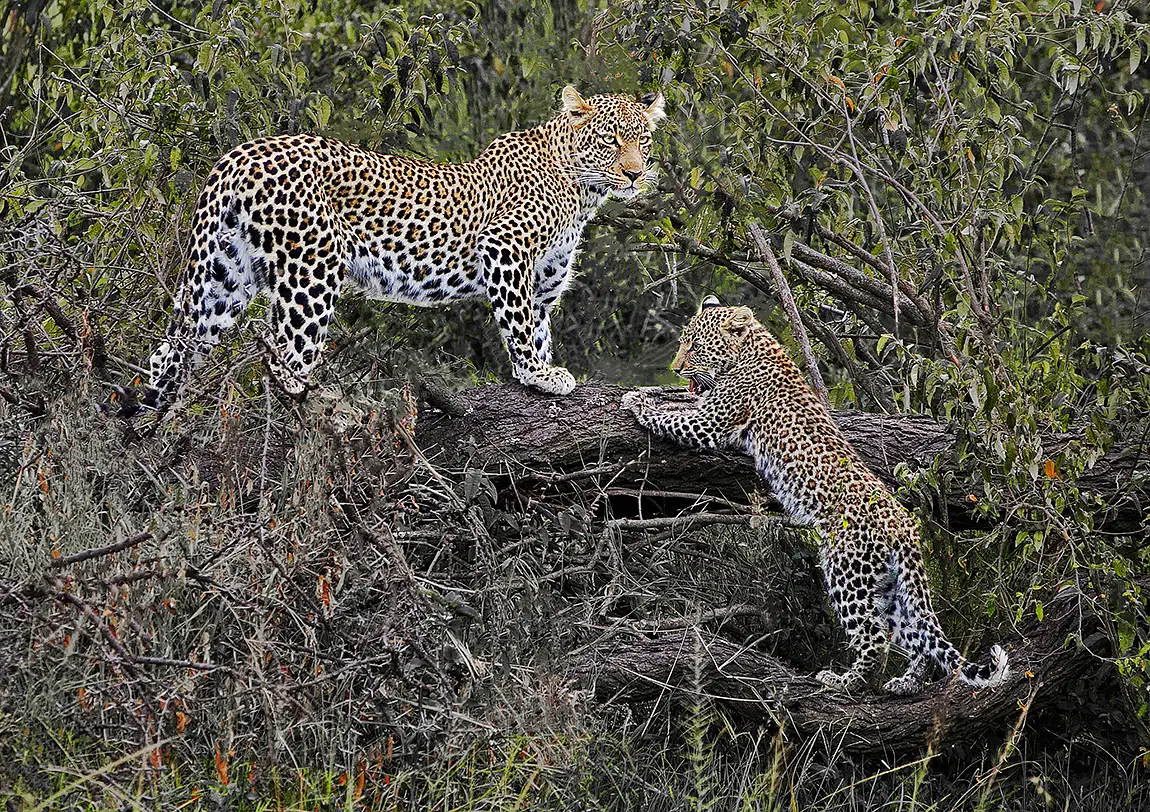 Leopard With Cub, Maasai Mara, Kenya